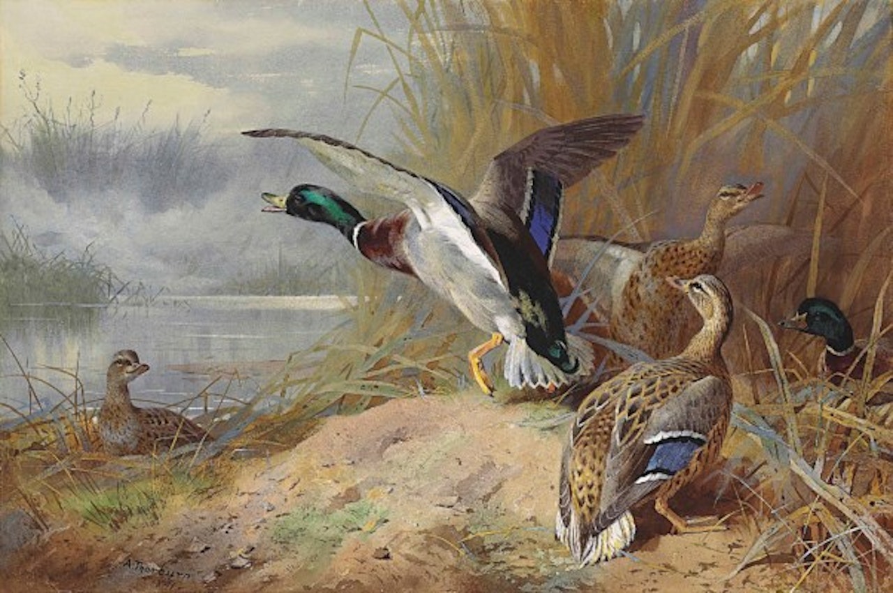 Mallard disturbed by Archibald Thorburn