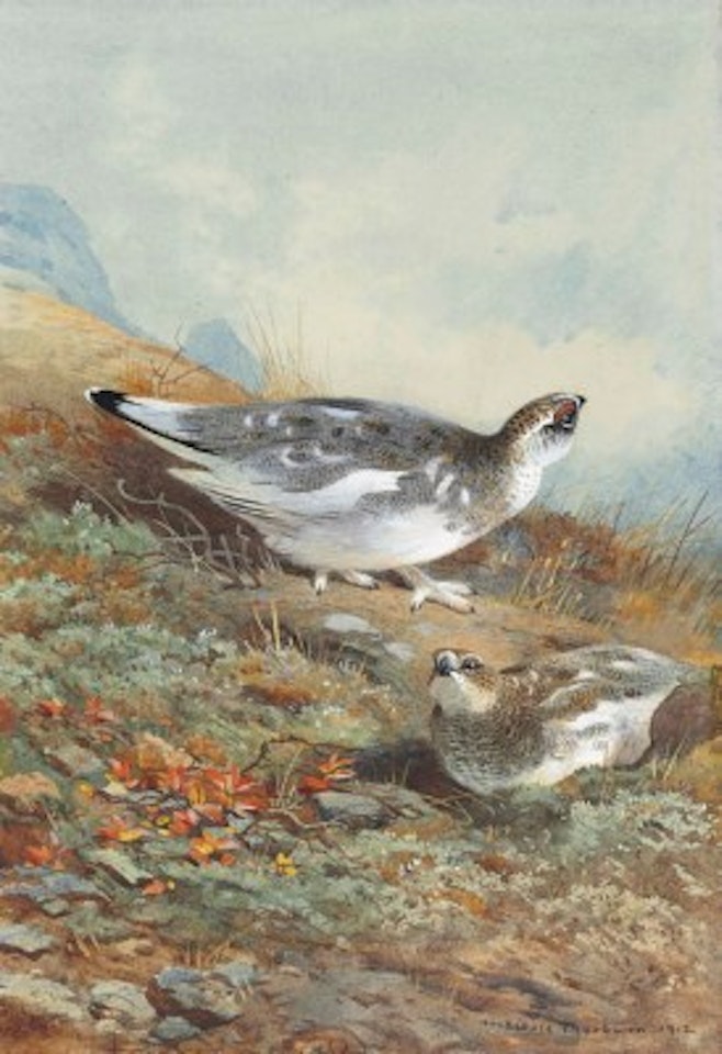 A pair of ptarmigan in mid-plumage by Archibald Thorburn