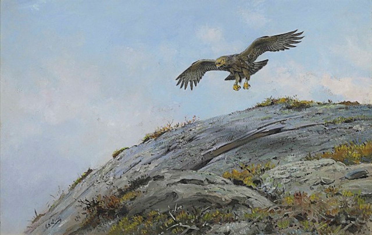 A golden eagle hovering over the summit of a crag by George Edward Lodge