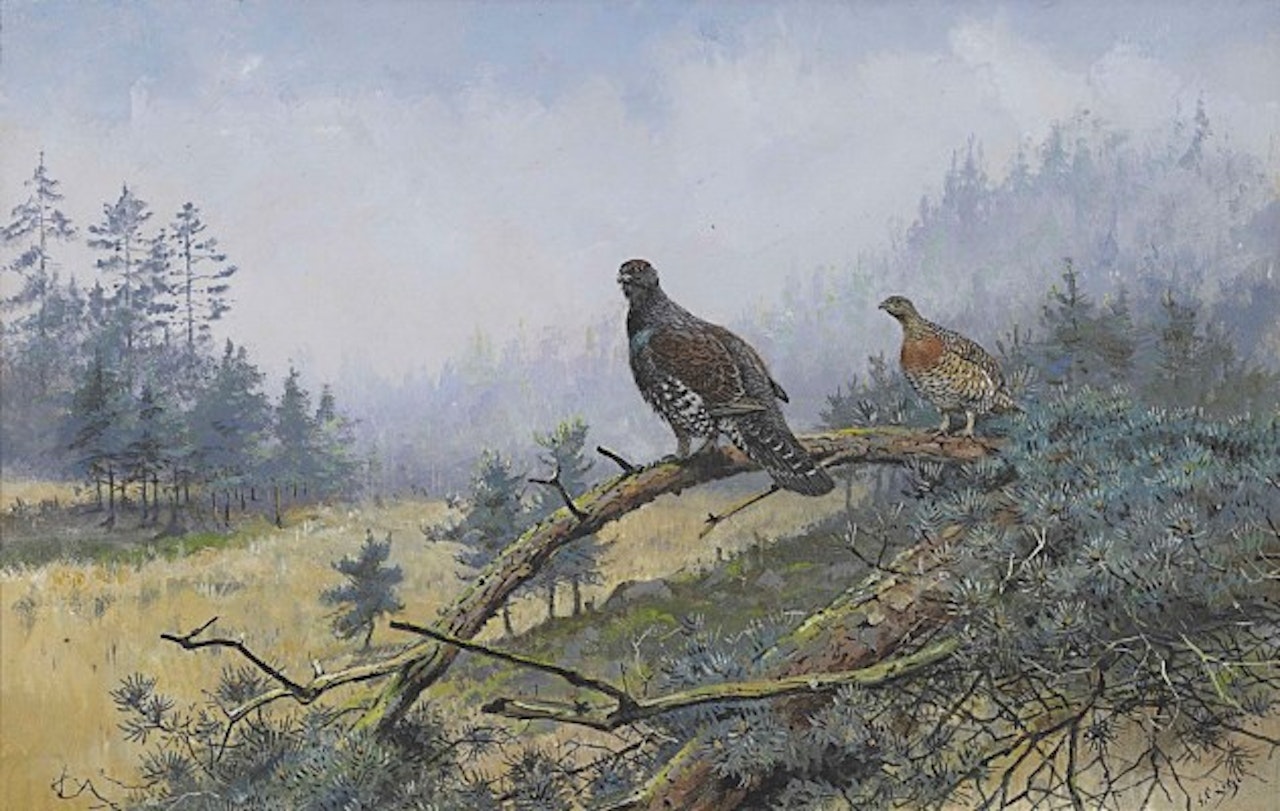 A pair of capercaillie perched on the bough of a fallen pine by George Edward Lodge