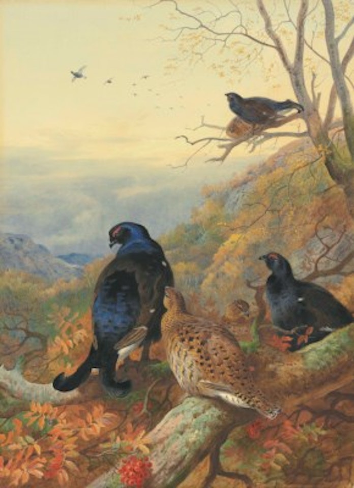 Blackgame in the glen by Archibald Thorburn
