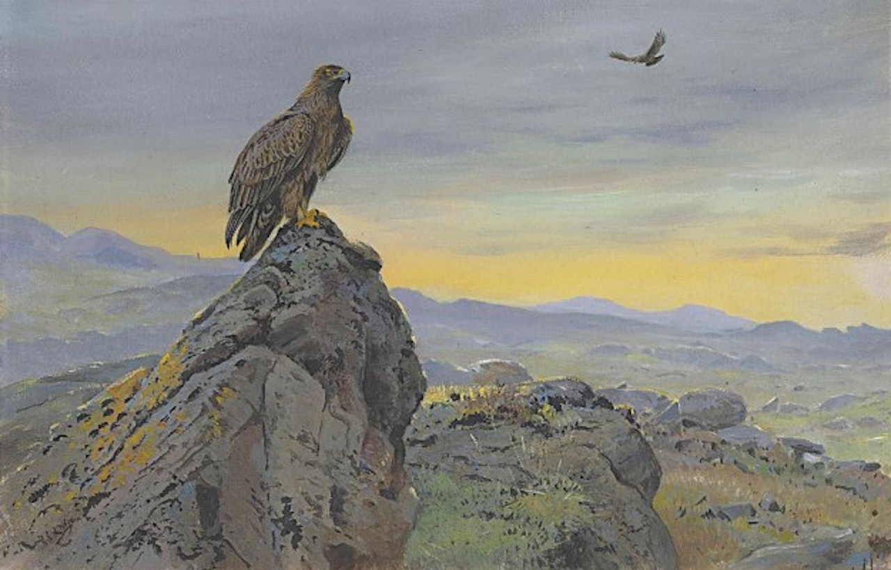 Study of a golden eagle on a rocky outcrop, evening by George Edward Lodge