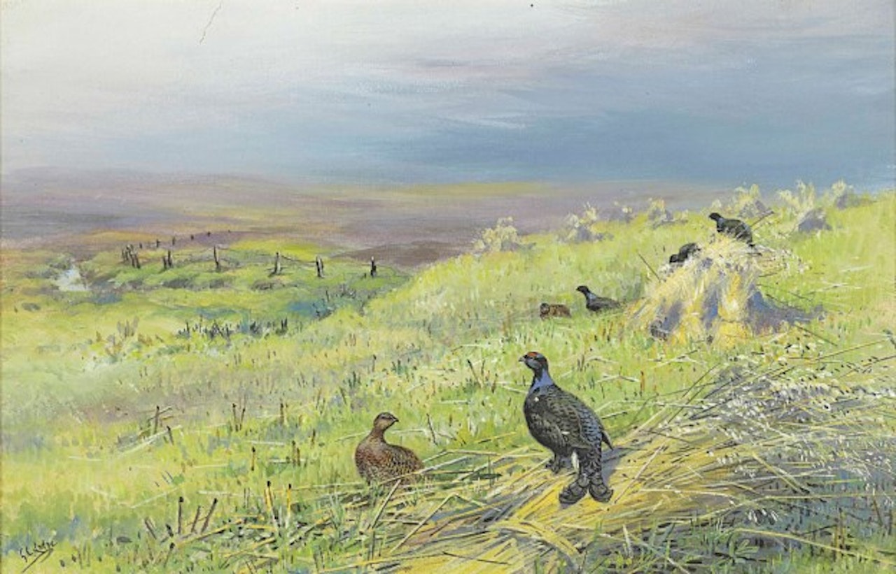 Blackgame resting among corn stooks by George Edward Lodge