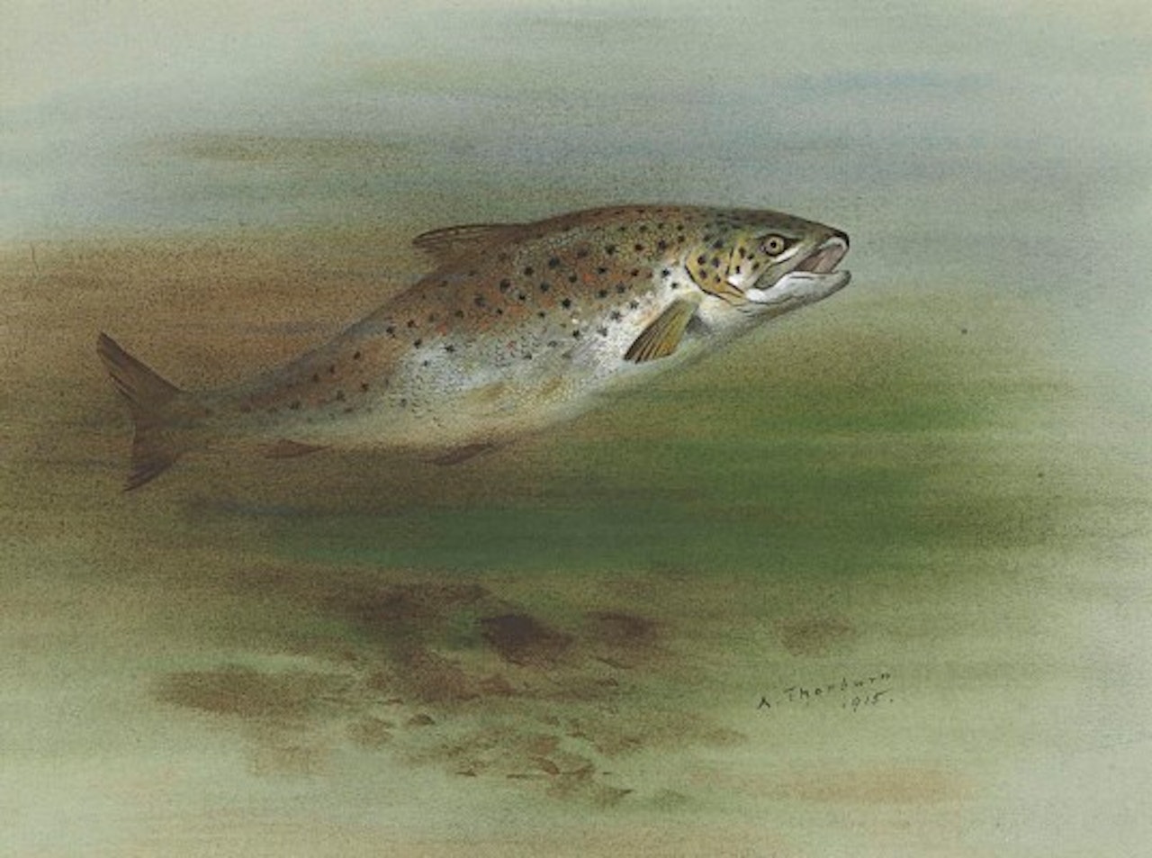A brown trout jumping by Archibald Thorburn