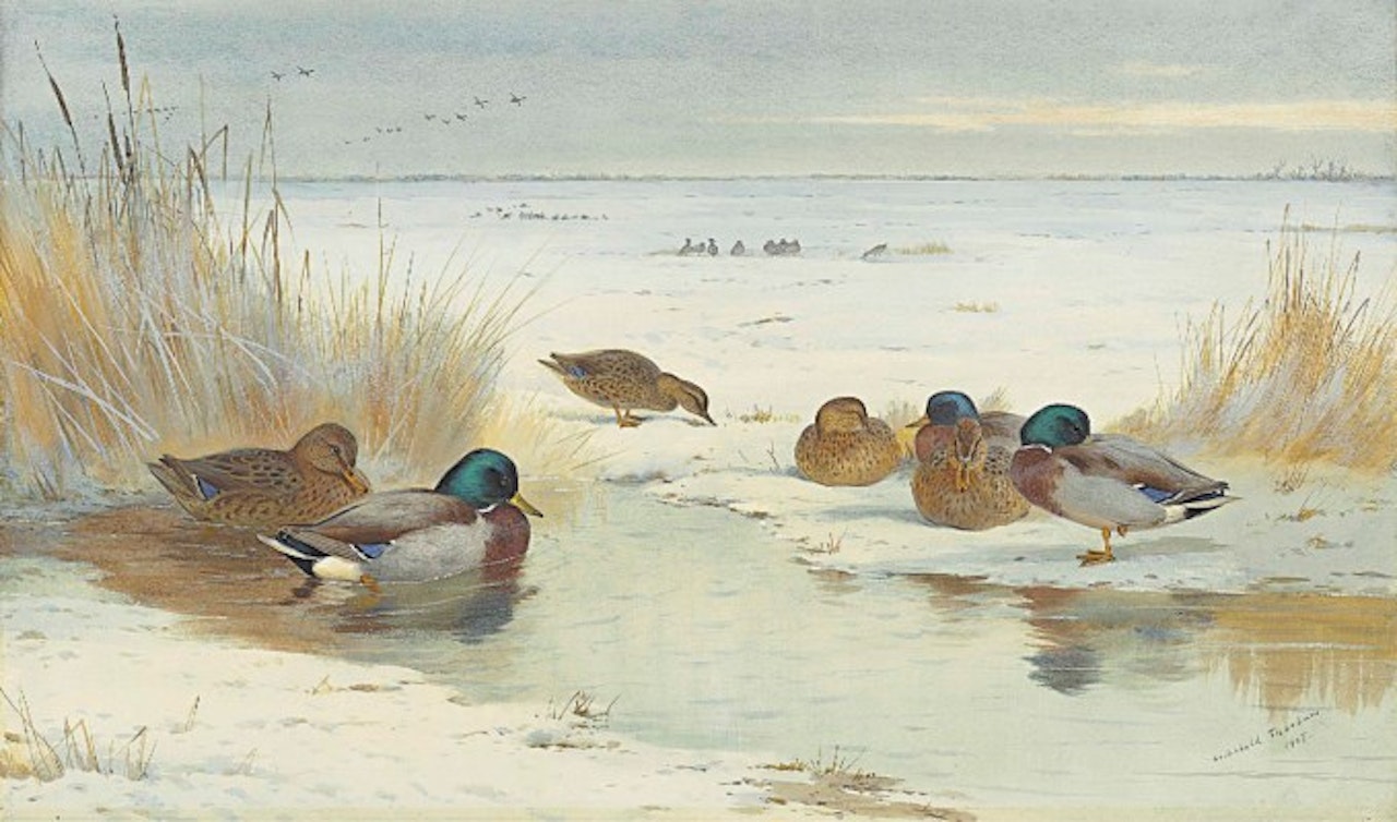 Mallard in a pool in winter by Archibald Thorburn