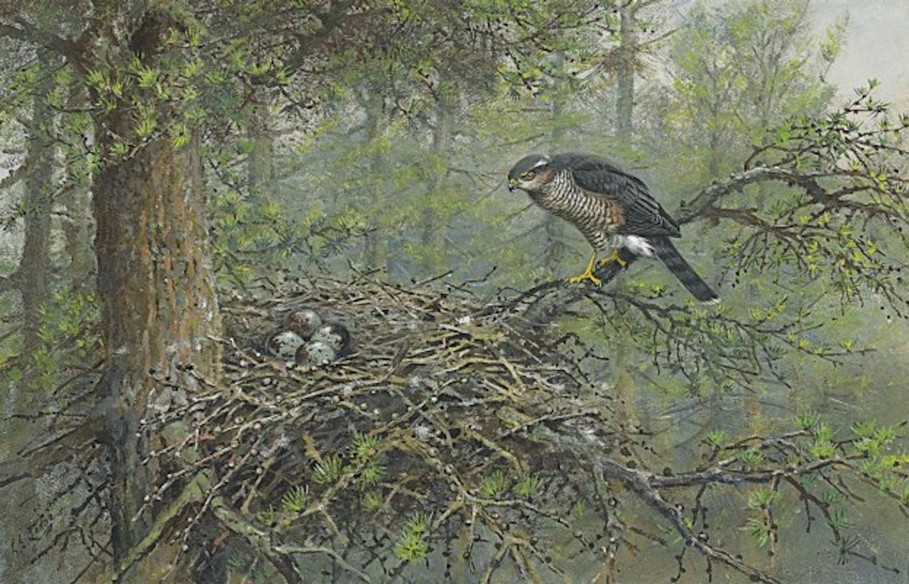 A hen sparrow-hawk at her nest by George Edward Lodge