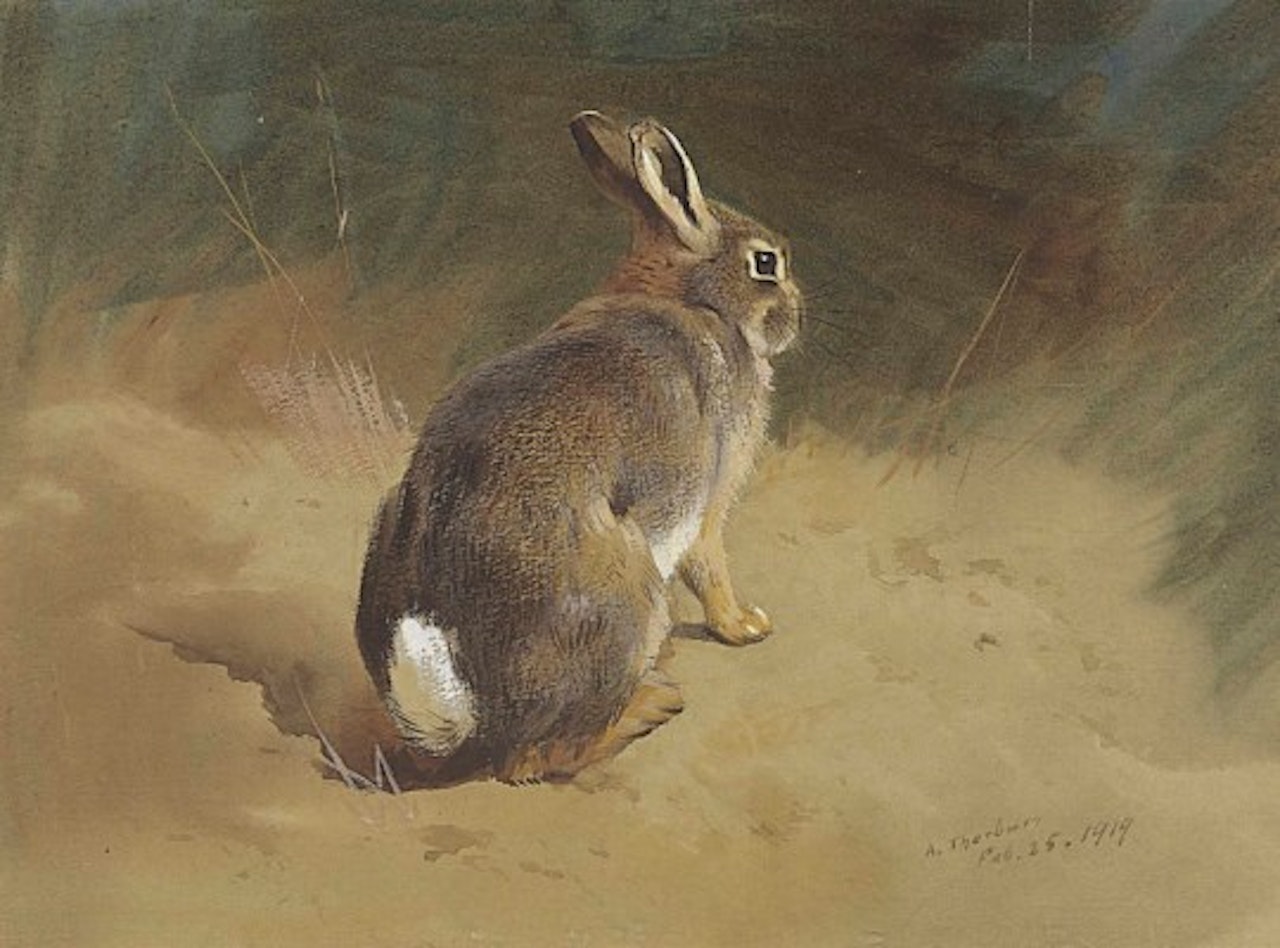 A rabbit on a bank: study for Thorburn's British Mammals by Archibald Thorburn