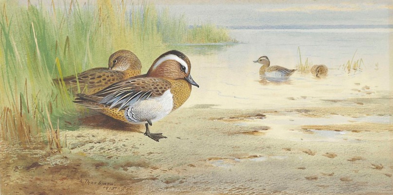 A gargeney drake and duck amongst rushes at the edge of a loch by Archibald Thorburn
