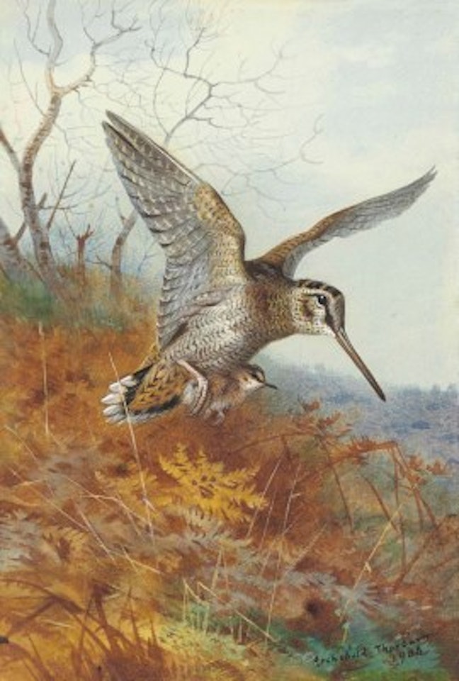 Woodcock and Young' by Archibald Thorburn