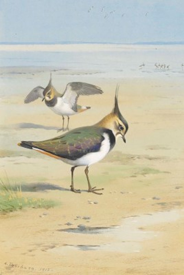 Lapwing on the mud flats at low tide by Archibald Thorburn