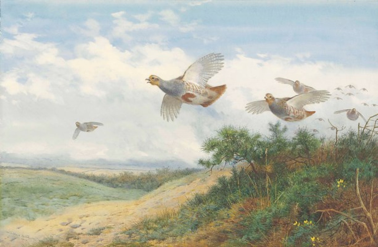 A large covey of grey partridge in flight over gorse by Archibald Thorburn