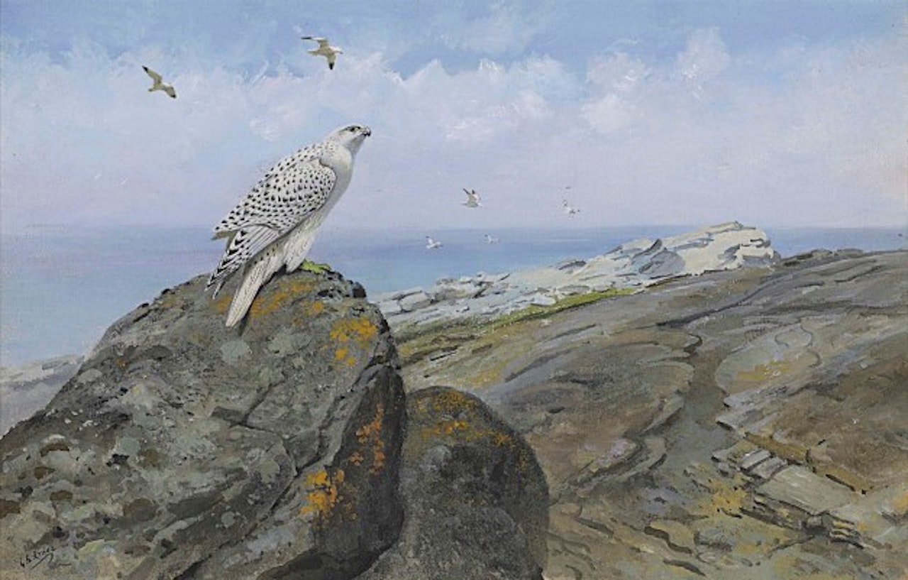 A gyr falcon perched on boulder by the sea by George Edward Lodge