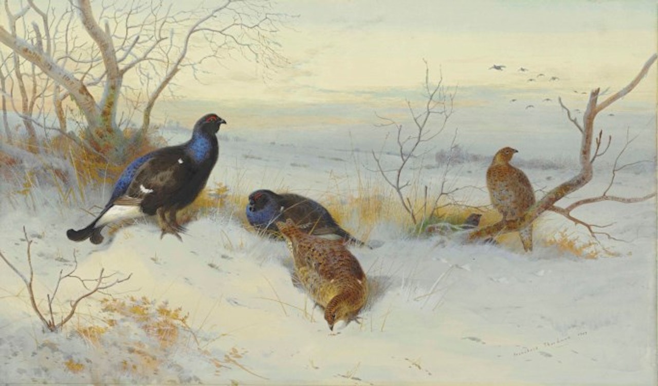 Blackgame in snow, evening by Archibald Thorburn