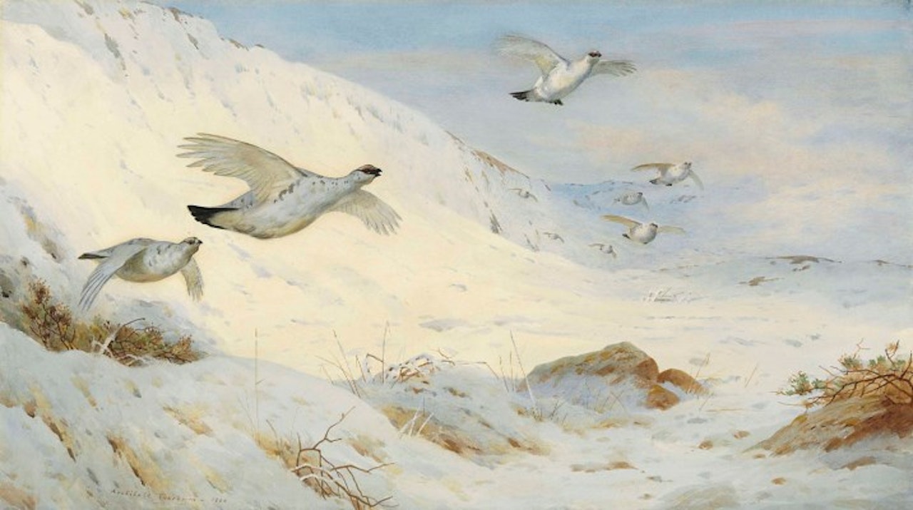 Ptarmigan in winter plumage, flying across the snow by Archibald Thorburn