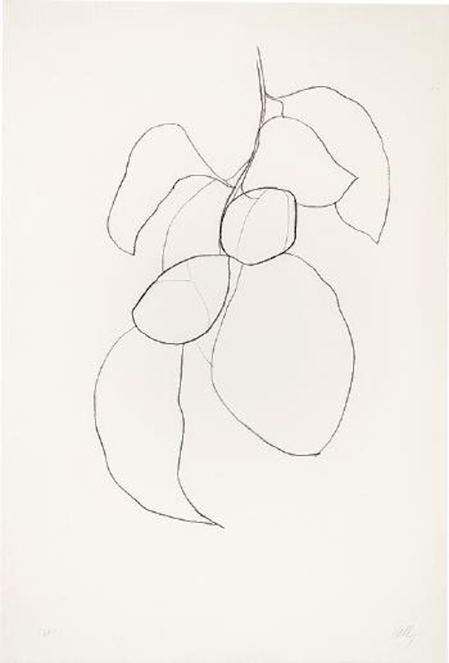 Camellia III ,
1964
-
1965 by Ellsworth Kelly