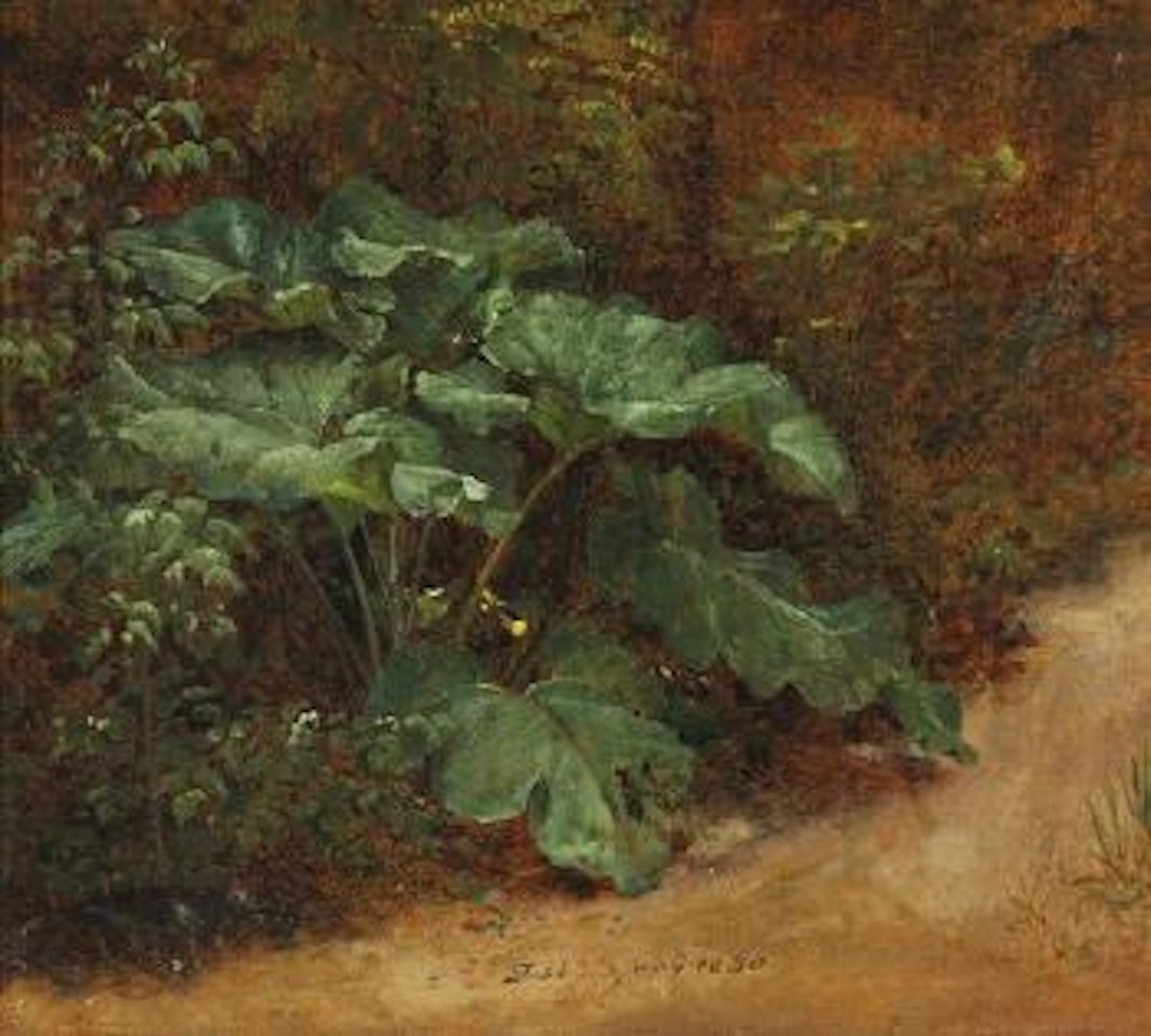 A broad-leaved dock (skræppeplante) in the forest floor. ,
1830 by Johan Christian Clausen Dahl