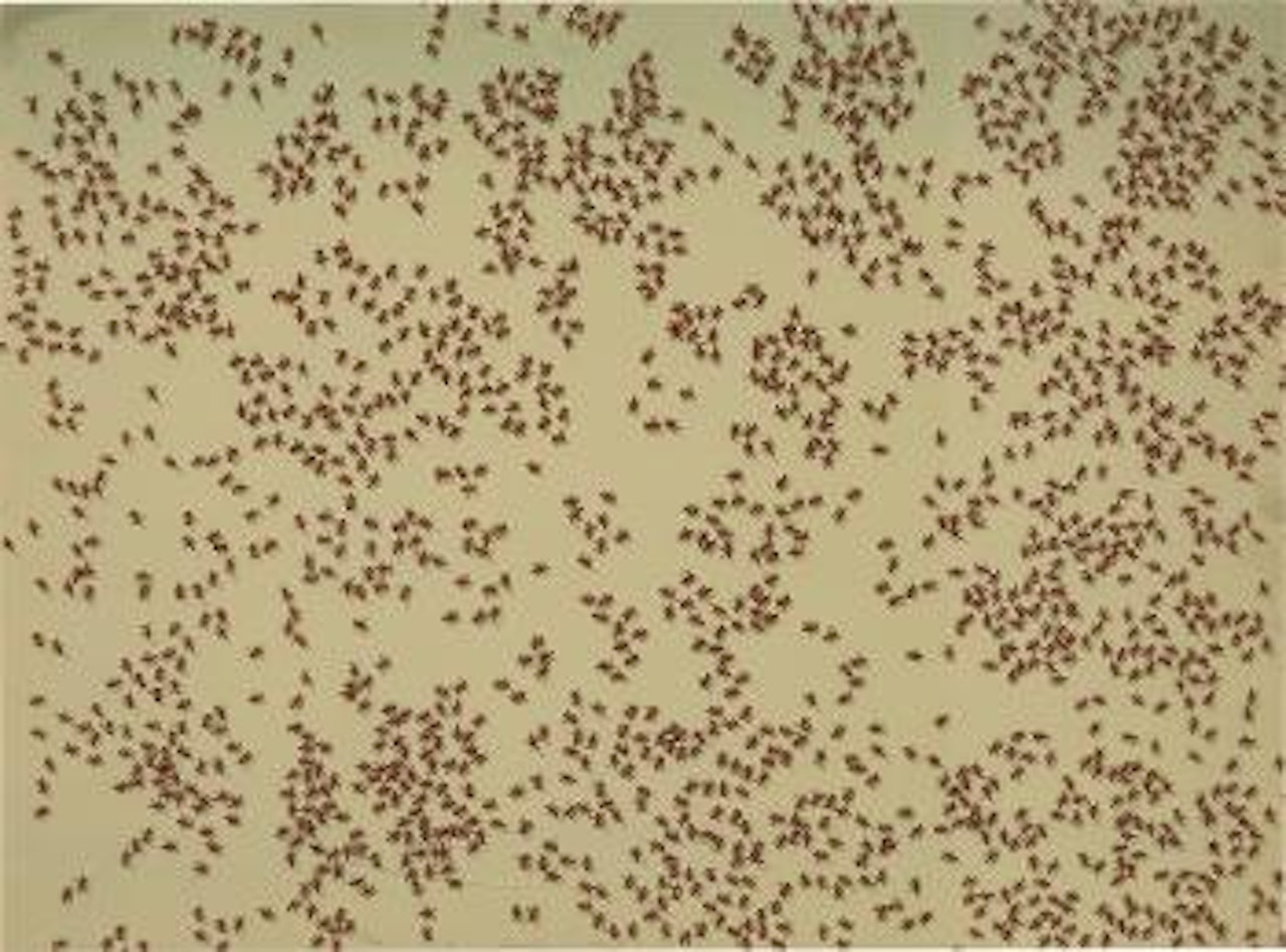 Red Ants; Swarm of Red Ants ,
1972 by Ed Ruscha