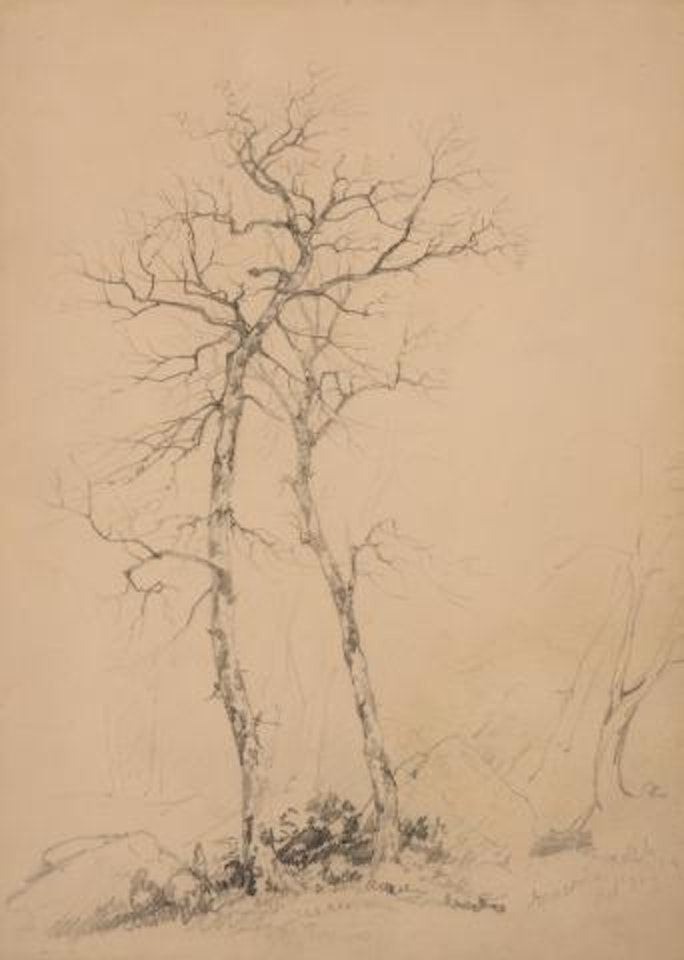 Tree Study, Franconia Notch ,
1850 by John Frederick Kensett