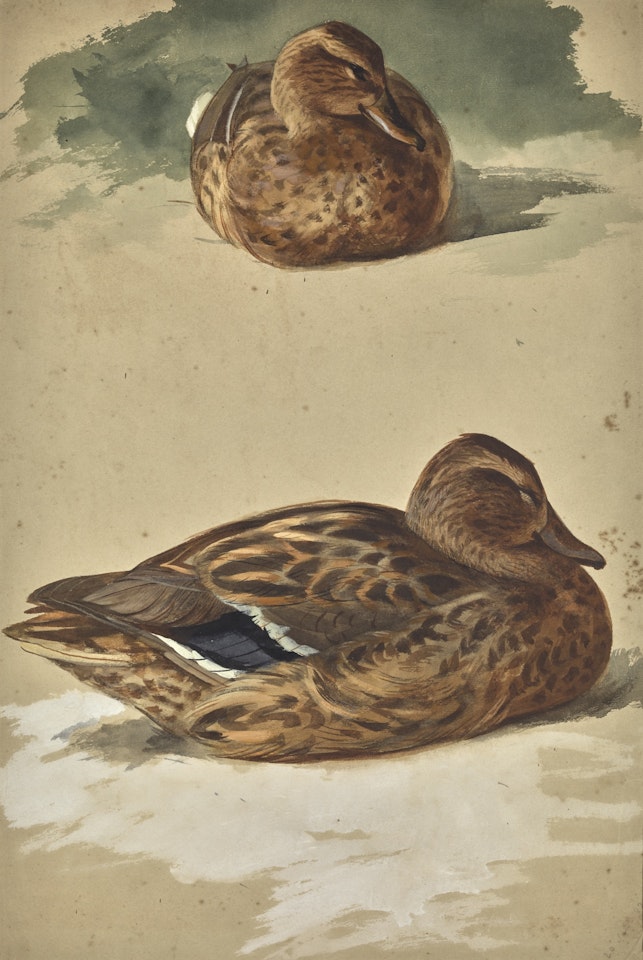 TWO STUDIES OF A FEMALE MALLARD by Archibald Thorburn