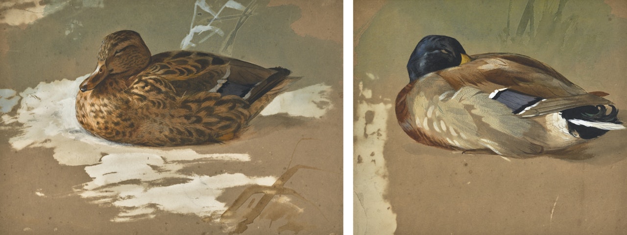 MALLARD HEN; MALLARD DRAKE by Archibald Thorburn