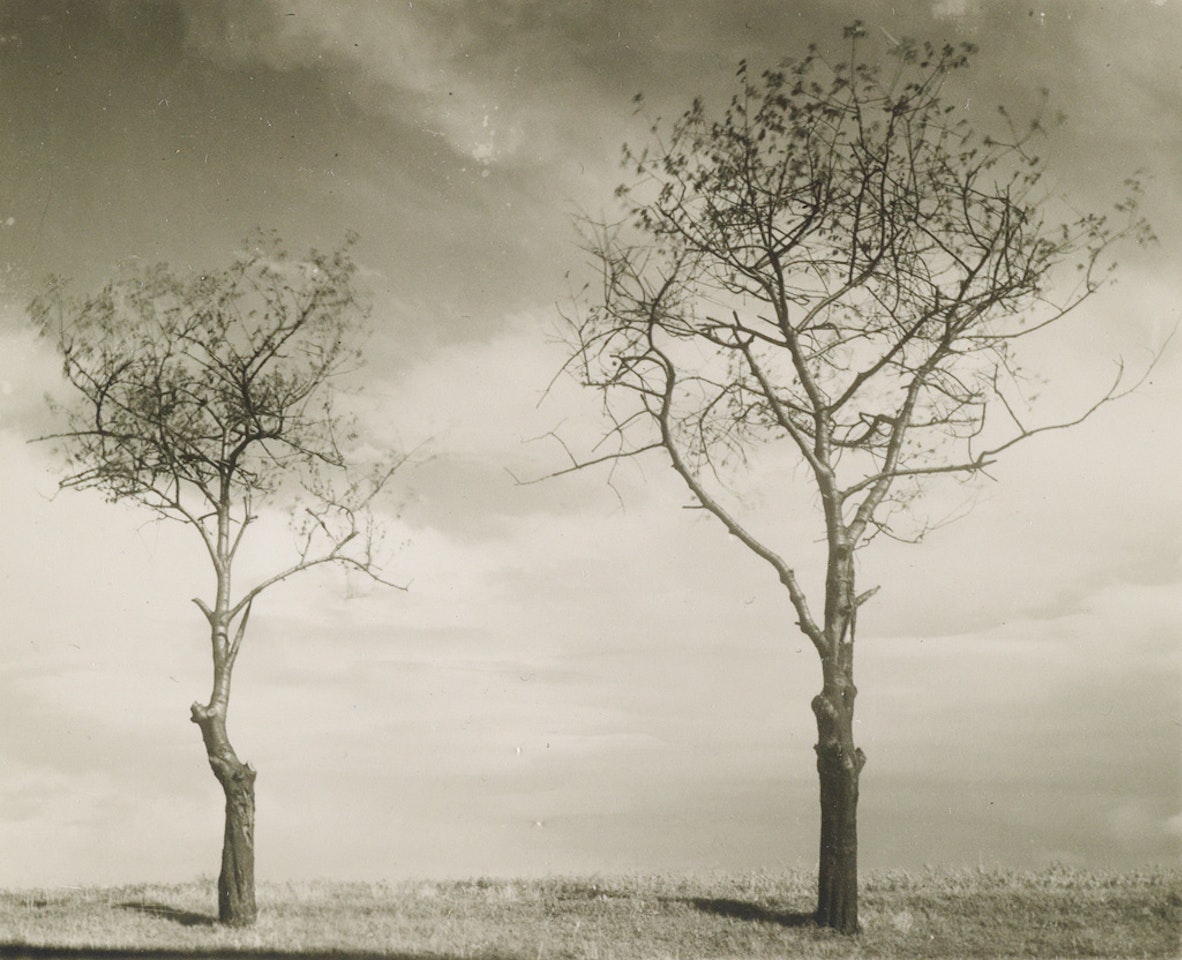 Landscape Along Elbe River * Two Trees by Josef Sudek
