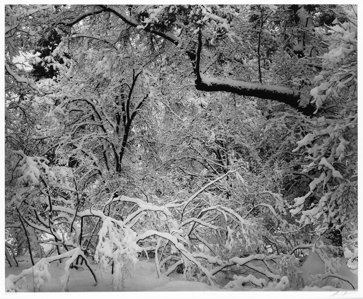 Fresh Snow, Yosemite by Ansel Adams
