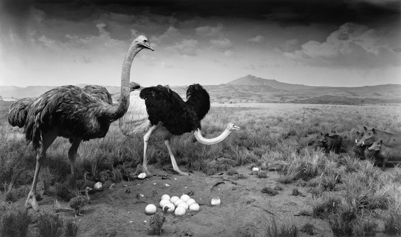 Ostrich - Wart Hog by Hiroshi Sugimoto