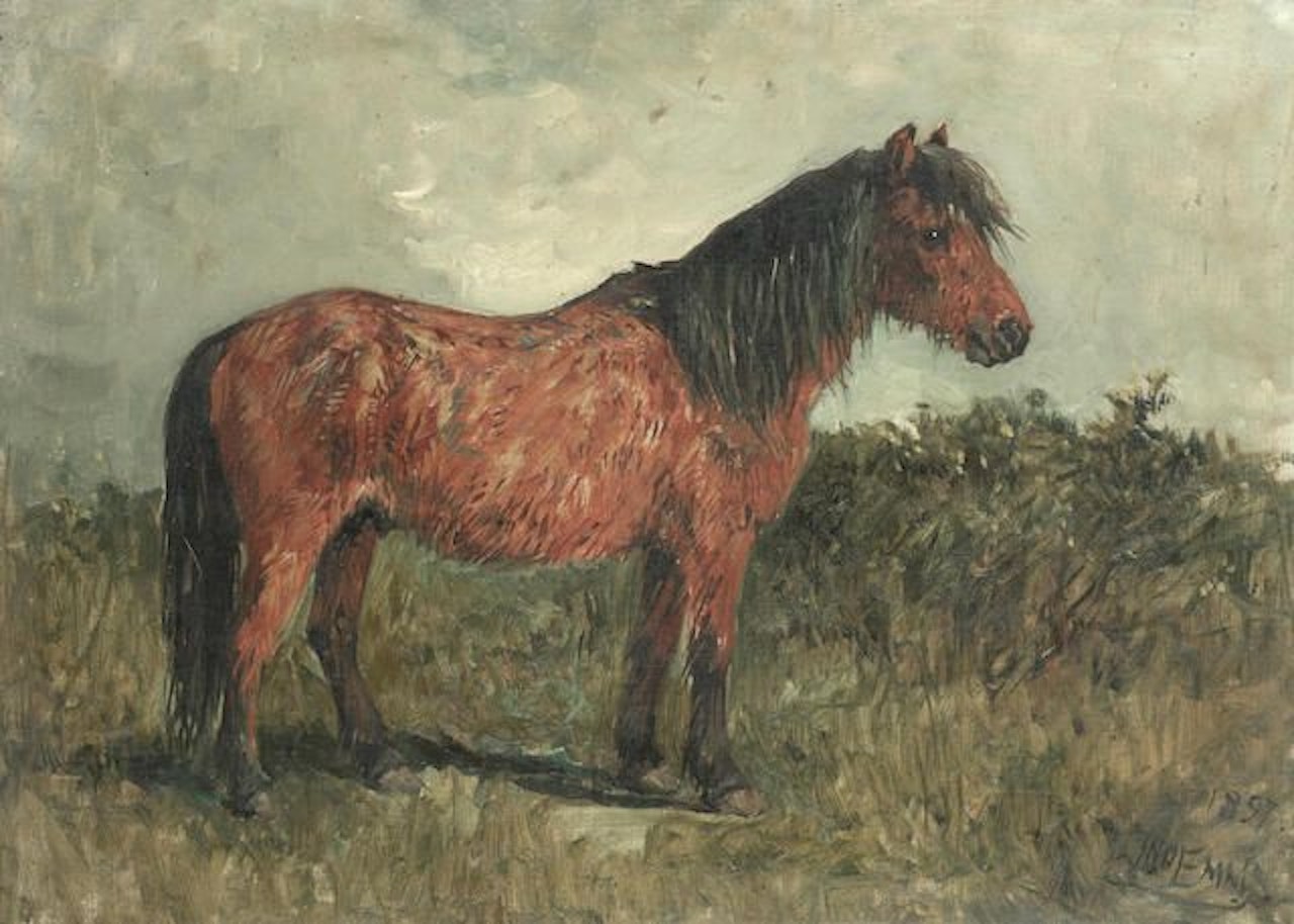 A Shetland pony by John Emms