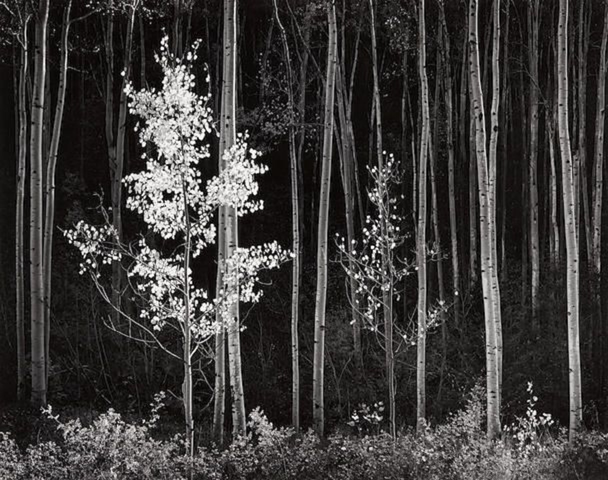 Aspens, Northern New Mexico by Ansel Adams