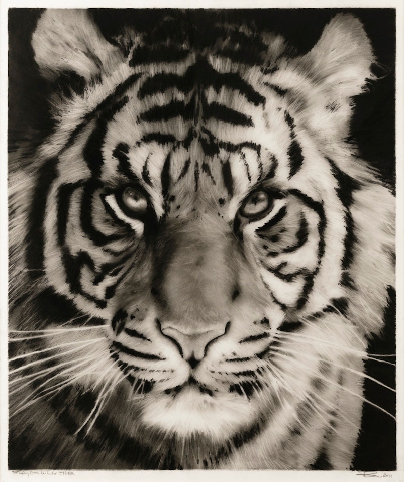 STUDY FOR WHITE TIGER by Robert Longo