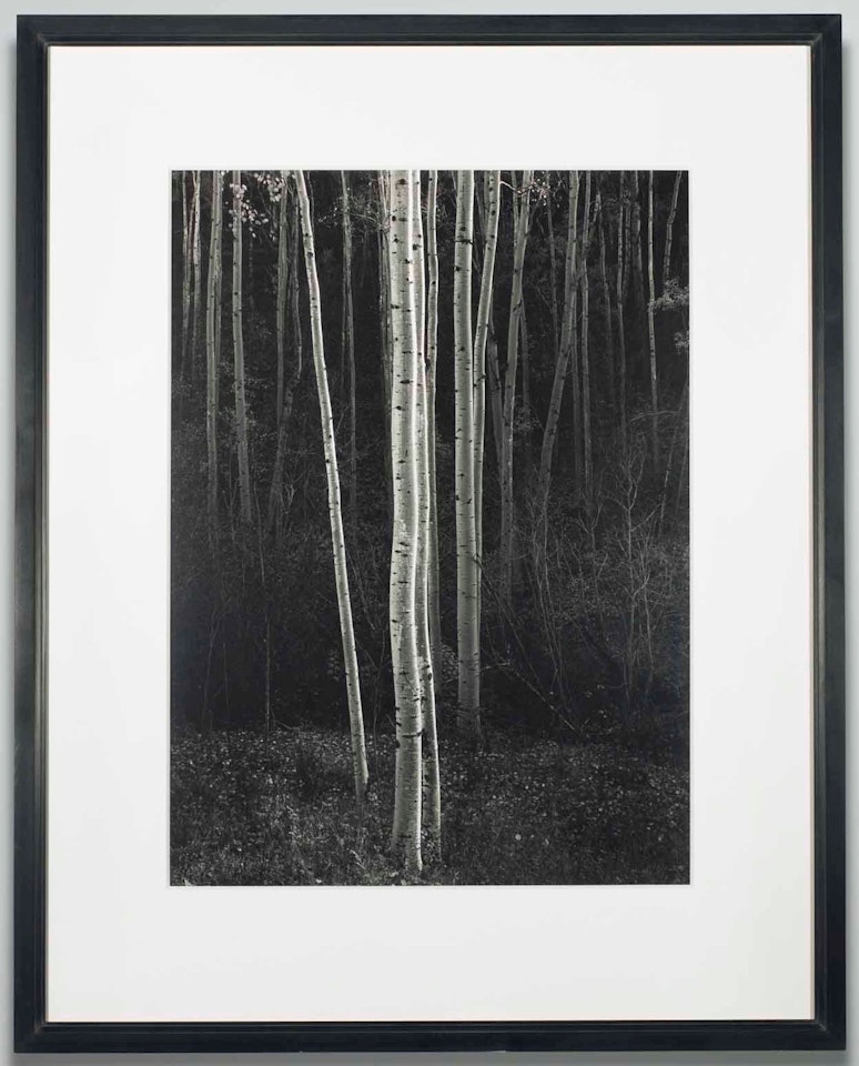 Aspens, Northern New Mexico by Ansel Adams