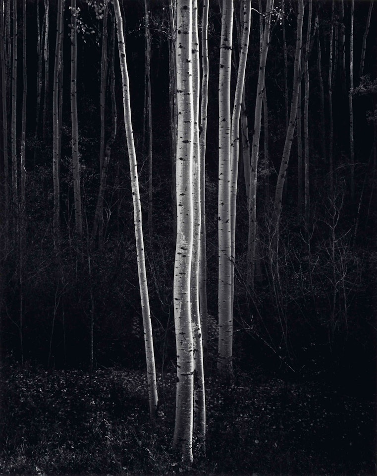 Aspens, Northern New Mexico by Ansel Adams