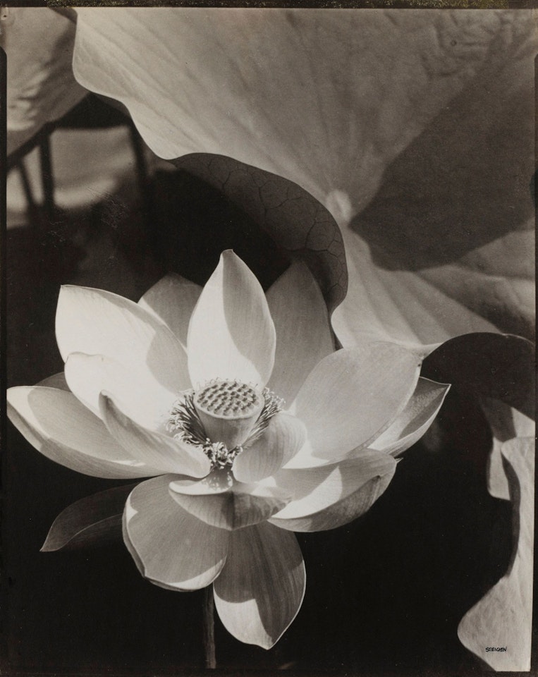 LOTUS, MOUNT KISCO, NEW YORK, by Edward Steichen