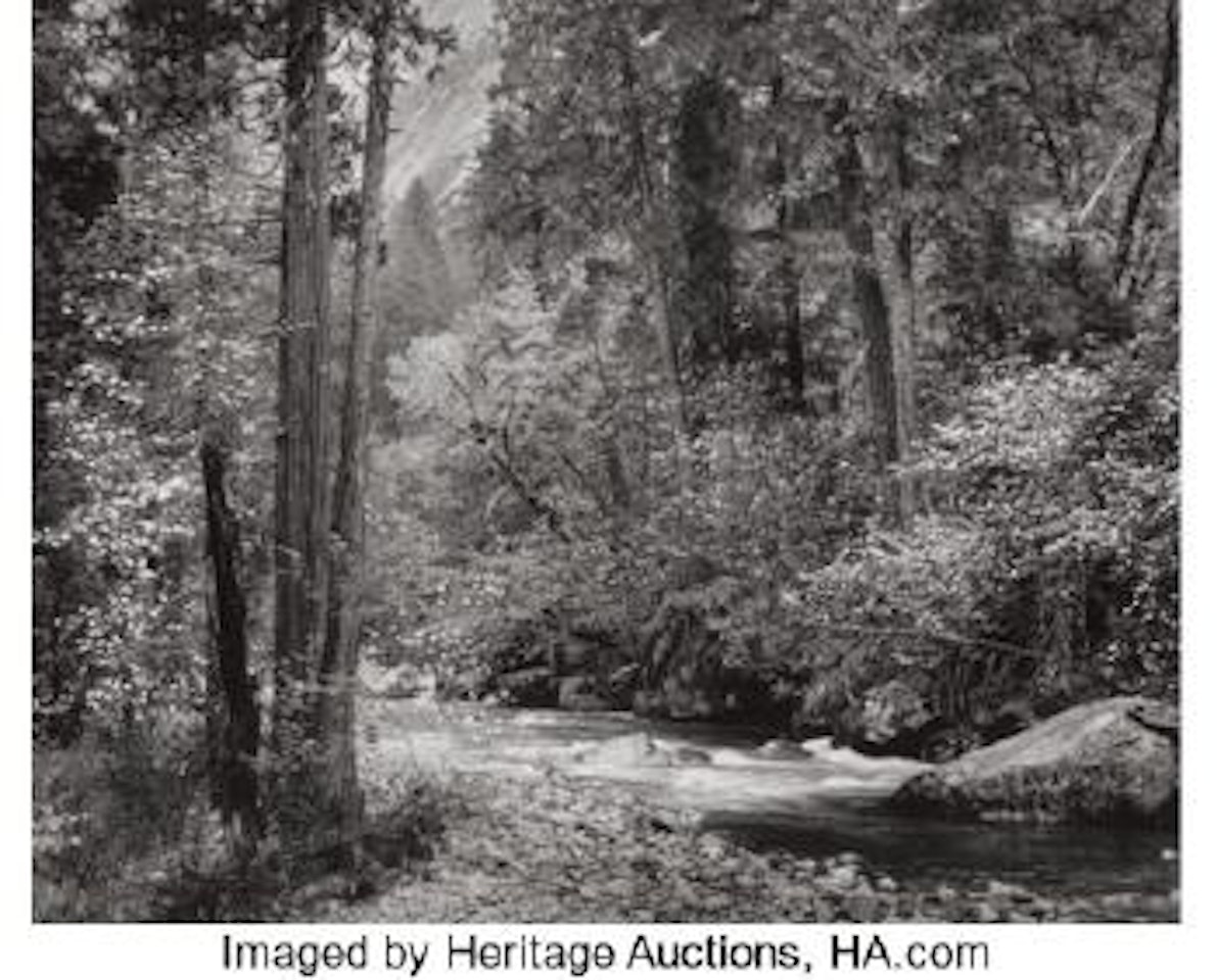 Dogwood, rain, Tenaya Creek, Yosemite Valley, California ,
Circa
1955 by Ansel Adams