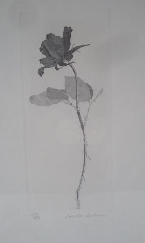 The rose with stalk ,
1970 by David Hockney