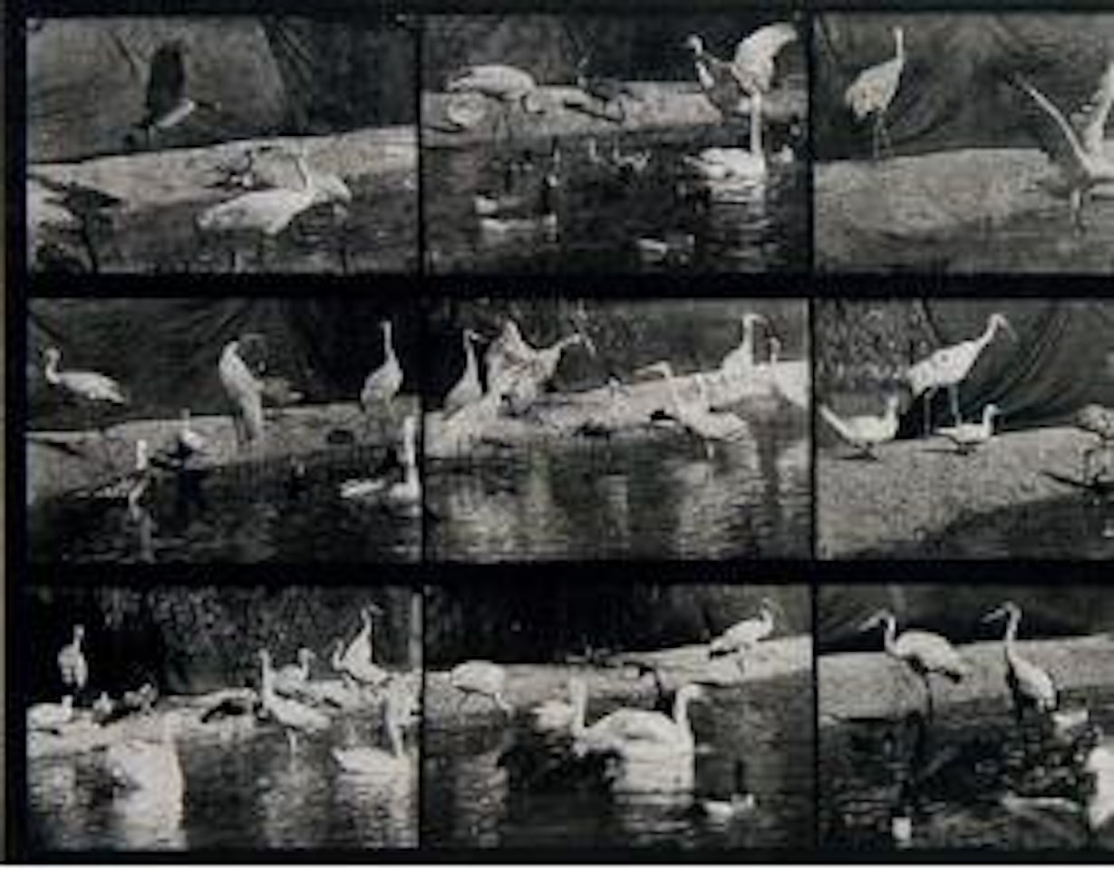 Animal Locomotion ,
1887 by Eadweard Muybridge