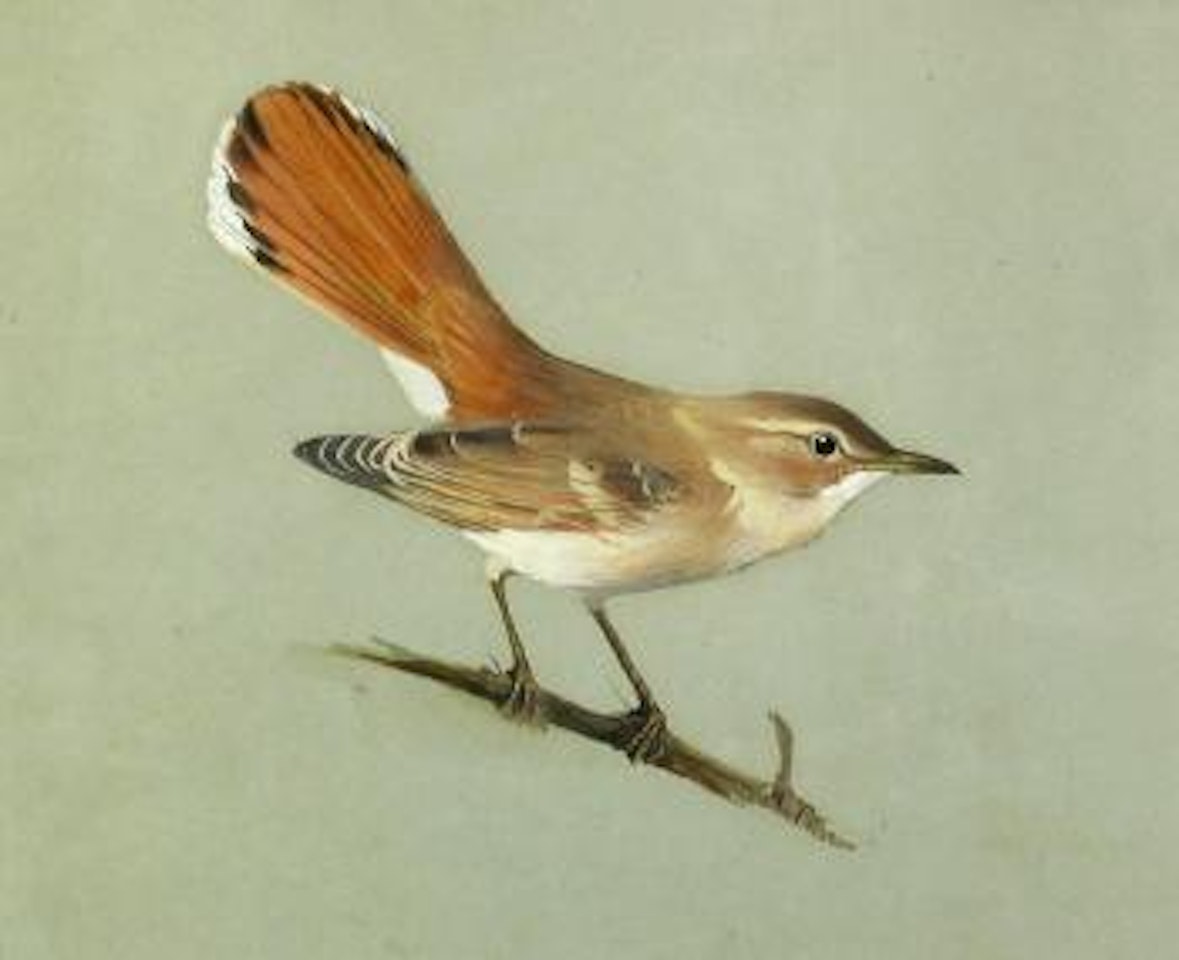 Study of a Rufus Warbler , by Archibald Thorburn