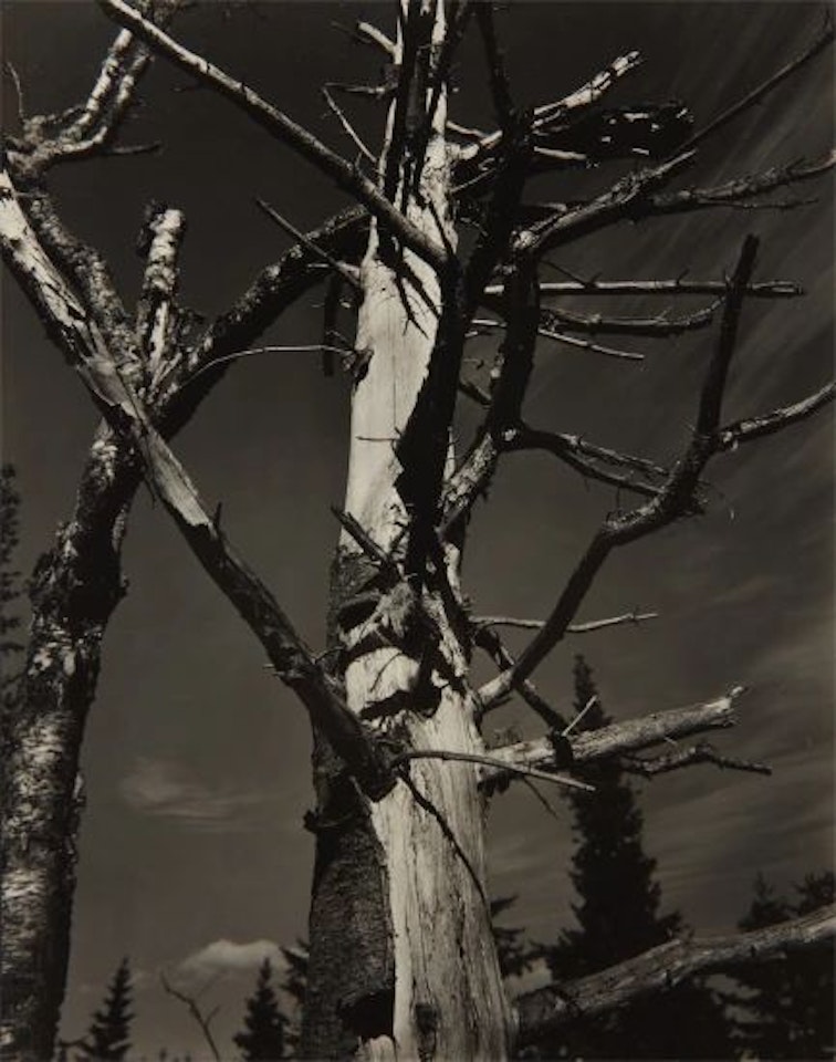 Dead Tree, Vermont by Paul Strand