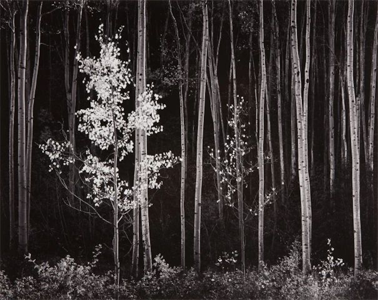 Aspens, Northern New Mexico by Ansel Adams