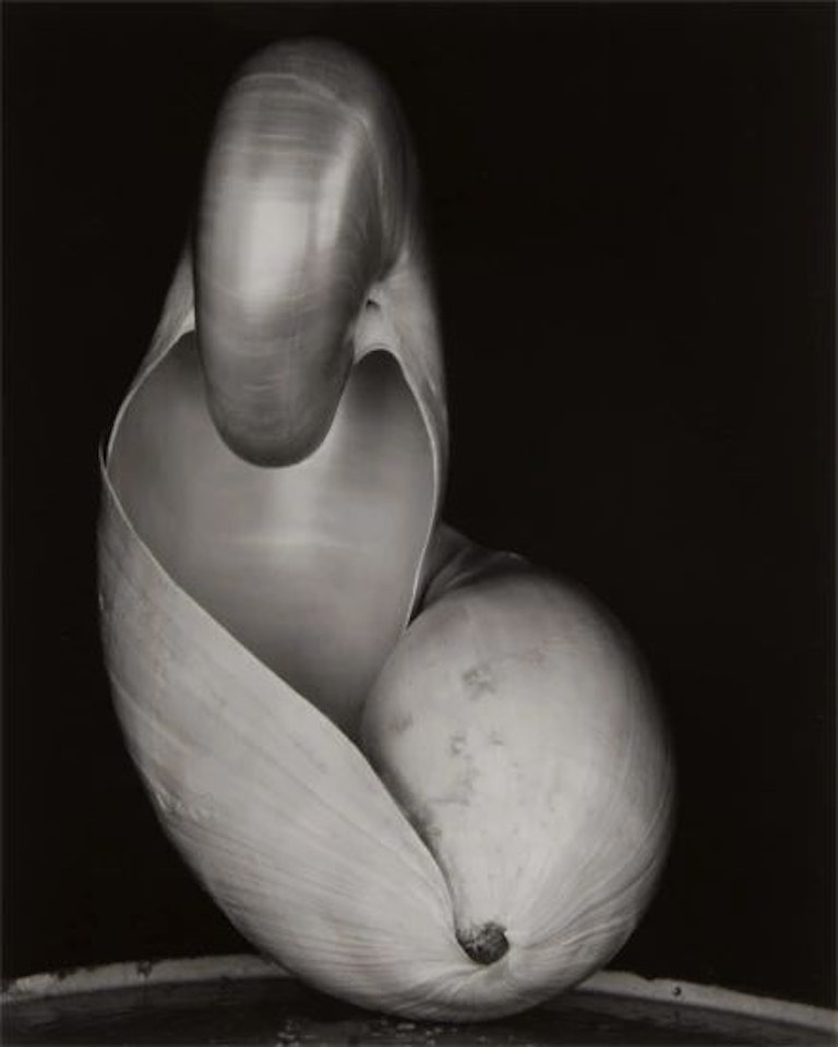 Shell by Edward Weston