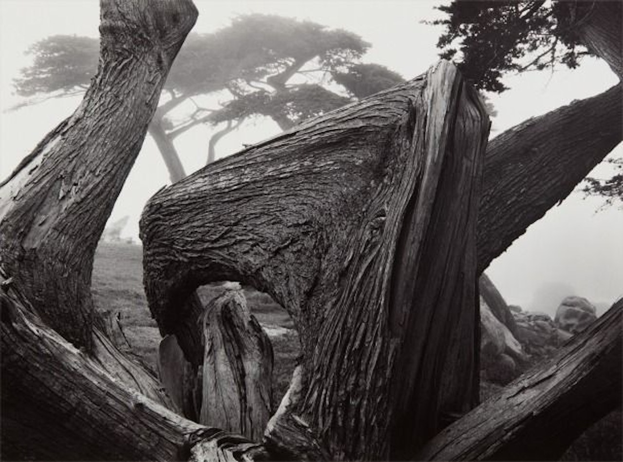Cypress Tree in Fog, Pebble Beach, California by Ansel Adams