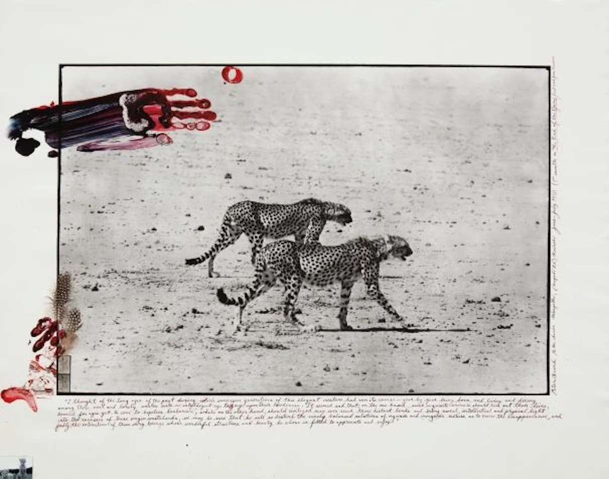Two Cheetahs hunting for the End of the Game/Last Word from Paradise by Peter Beard