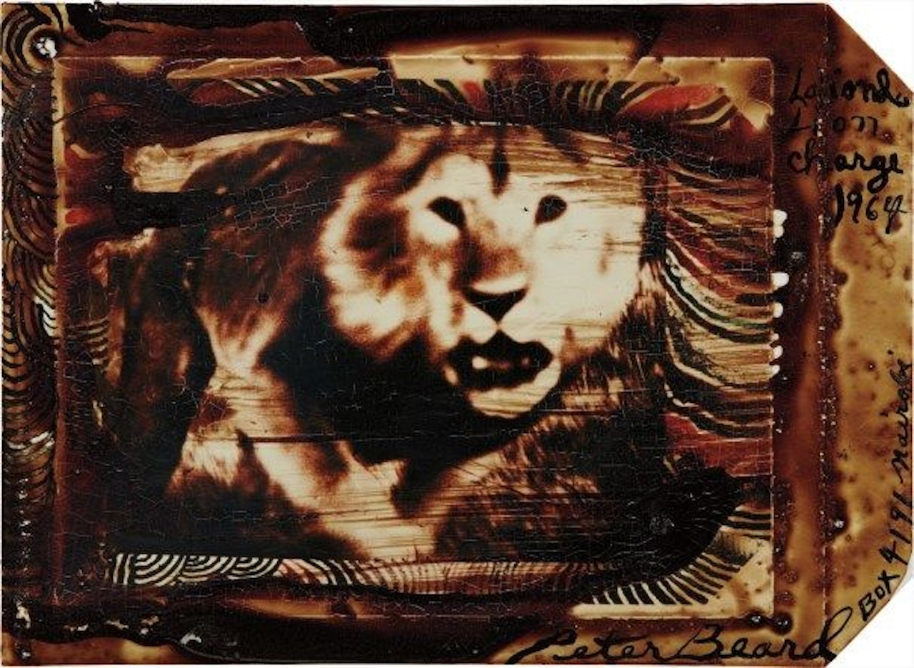 Lolindo Lion Charge by Peter Beard