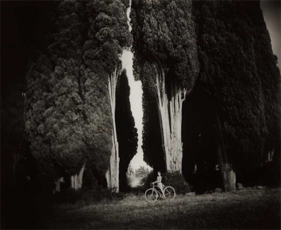 Sempervirens 'Stricta' by Sally Mann