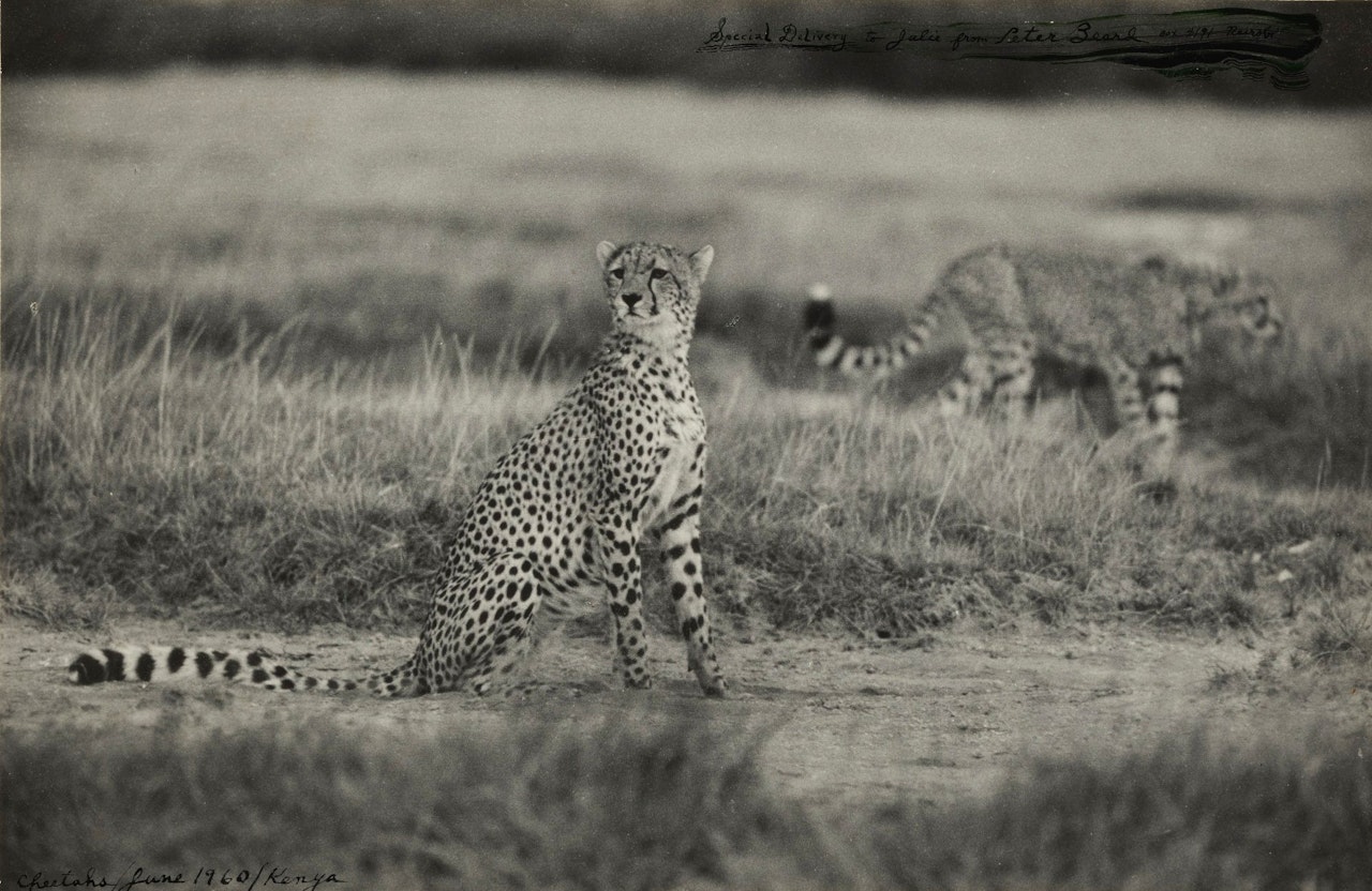 TWO CHEETAHS by Peter Beard