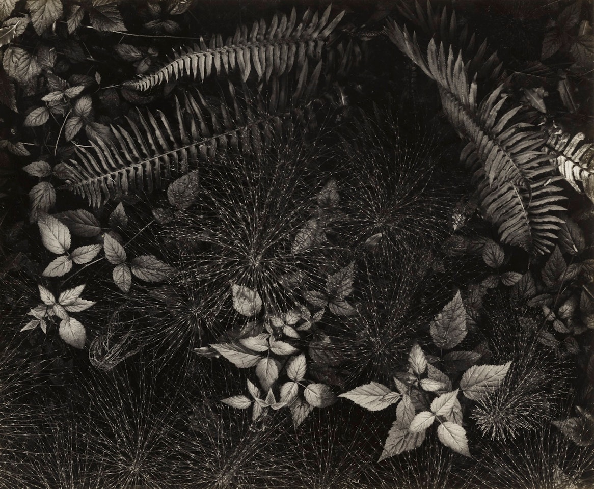 LEAVES MILLS COLLEGE CAMPUS, OAKLAND CA' by Ansel Adams