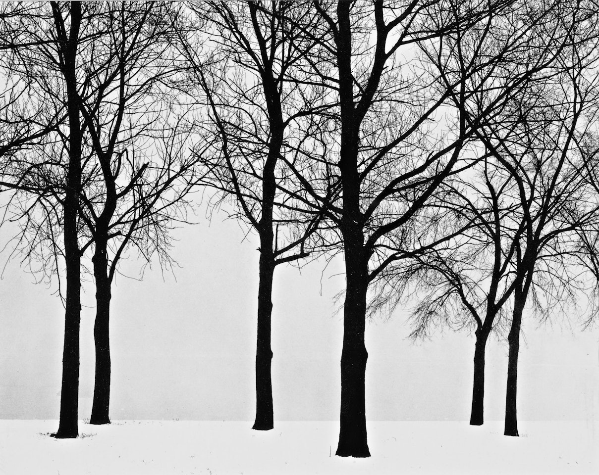 CHICAGO (TREES IN SNOW) by Harry Callahan