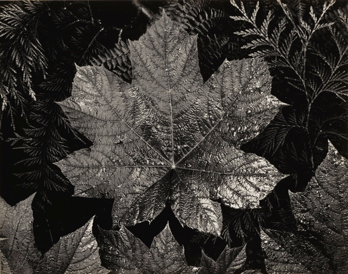 LEAVES GLACIER NATIONAL PARK MONTANA' by Ansel Adams