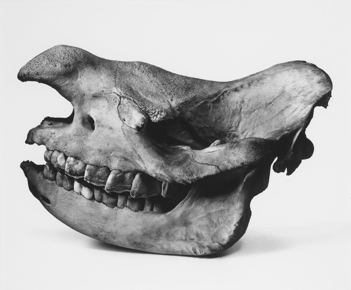 BLACK RHINO' by Irving Penn