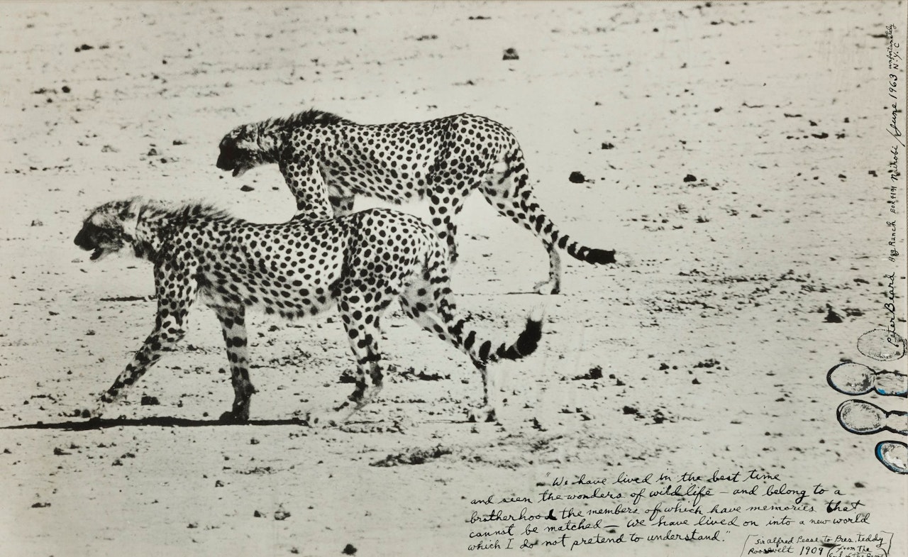 HUNTING CHEETAHS ON THE TARU DESERT, KENYA by Peter Beard